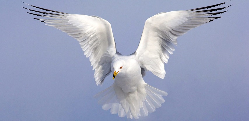 Bird Bonanza in Satpura National Park