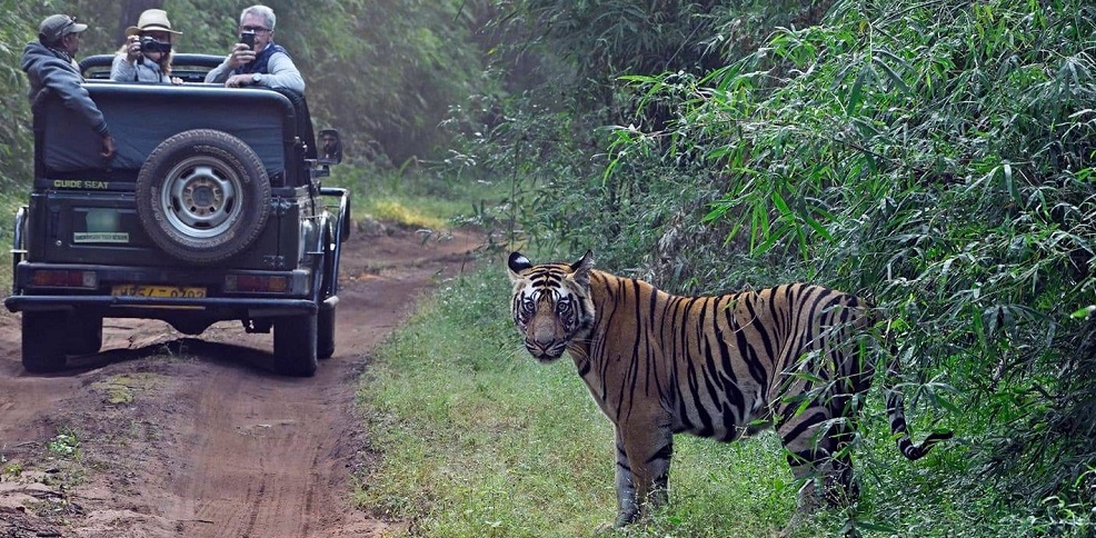 What Are The Different Jeep Safari Zones of Satpura National Park?