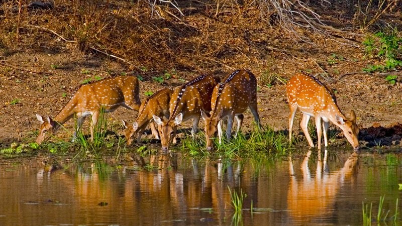 Nature in Satpura: The Wild Herat of Madhya Pradesh