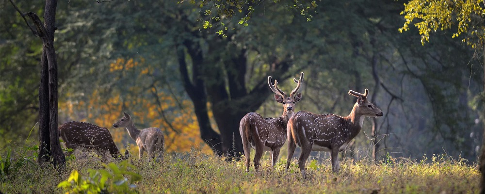 Satpura Wildlife Heritage: A Gem of India's Natural World