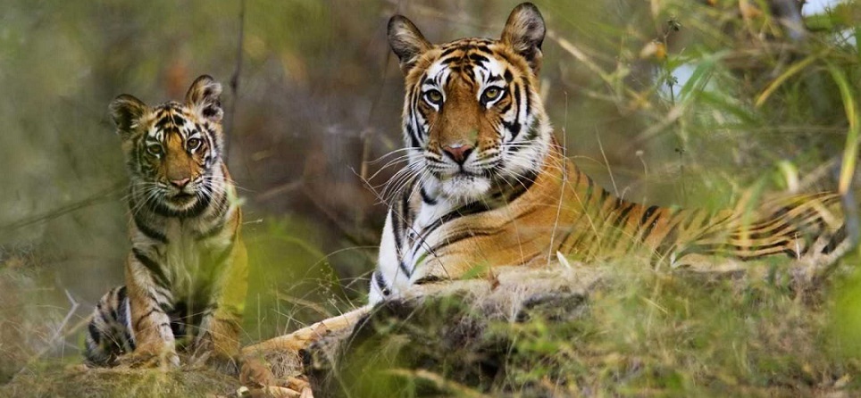 Satpura National Park: Best Place to Spot Royal Bengal Tigers in MP