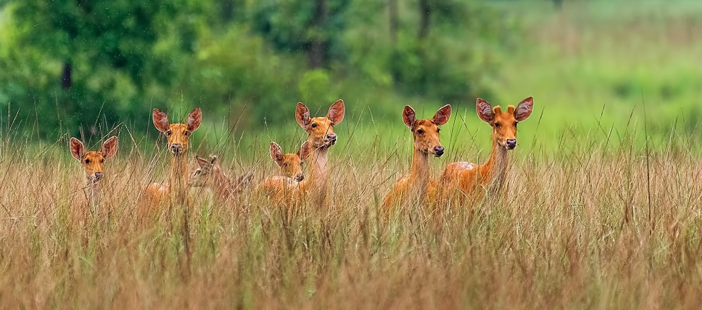 Book Satpura Jeep Safari to Encounter the Popular Fauna