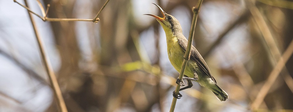 Satpura National Park: A Bird Enthusiast's Delight