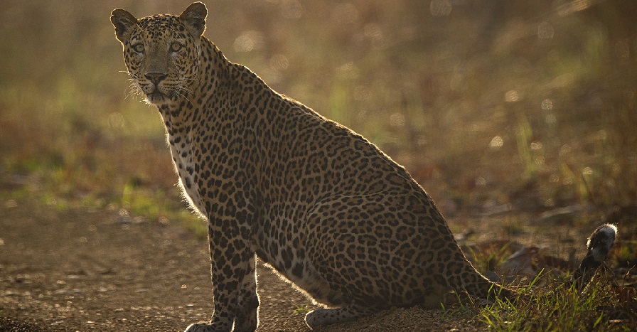 Important Safari Gates in Satpura National Park