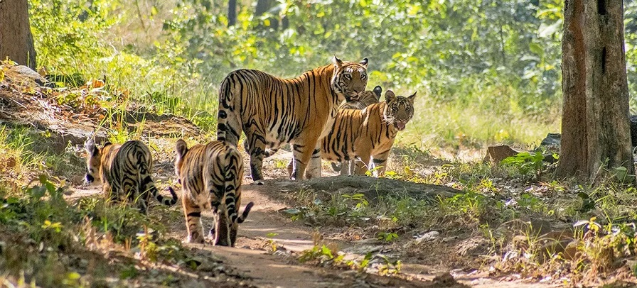 Jeep Safari in Satpura National Park, Madhya Pradesh, India