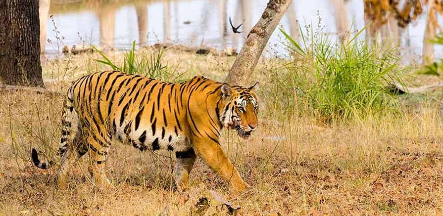 Nagpur Tourists to be benefitted the most as Satpura Tiger Reserve opens Chhindwara Gate