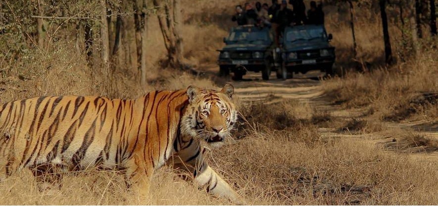 Generous Sighting of Satpura National park