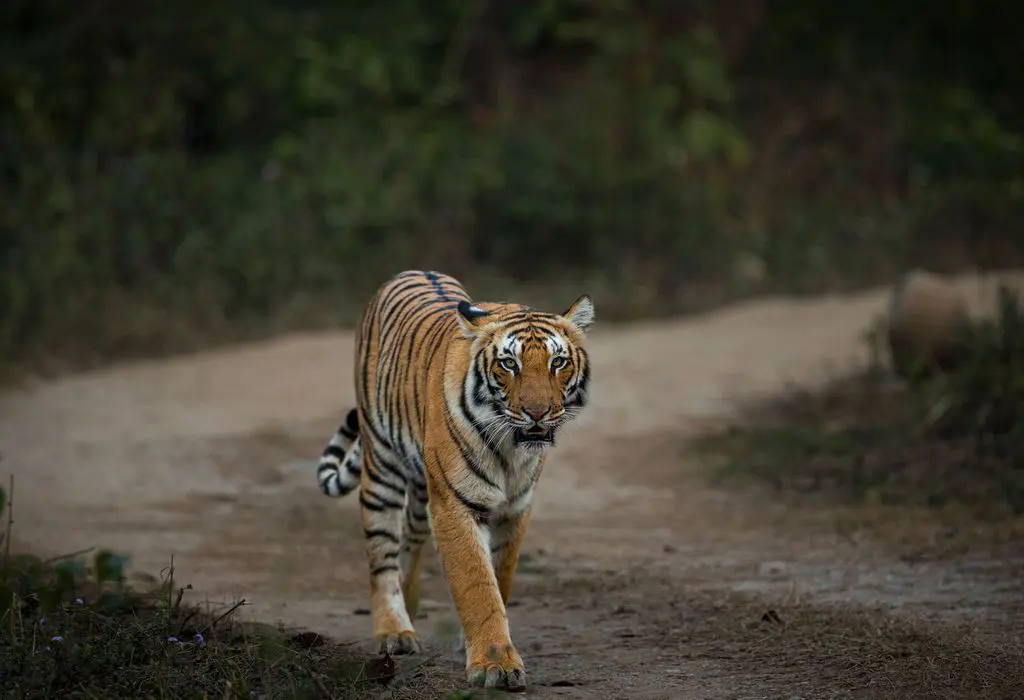 What is the Best Time to Visit Satpura National Park in Madhya Pradesh