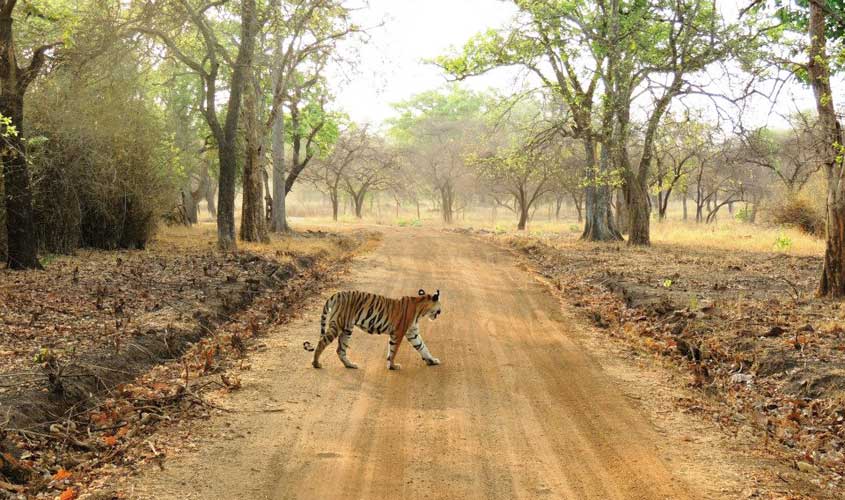 What’s so unique about Satpura National Park?