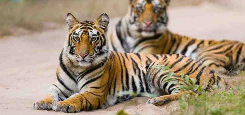 Satpura National Park – A Lifeline for Tigers in India