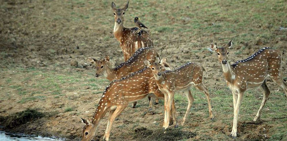 Packing Essentials for a Wildlife Photography trip to Satpura National Park