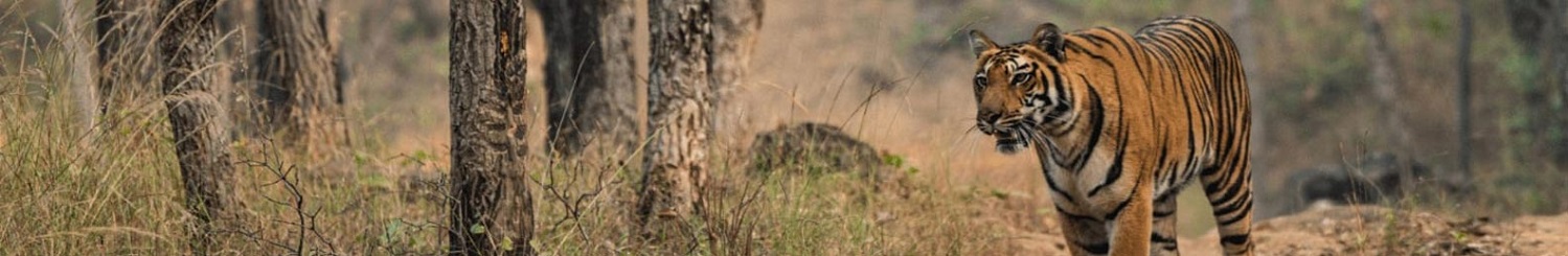 Get your bags packed now for Satpura National Park