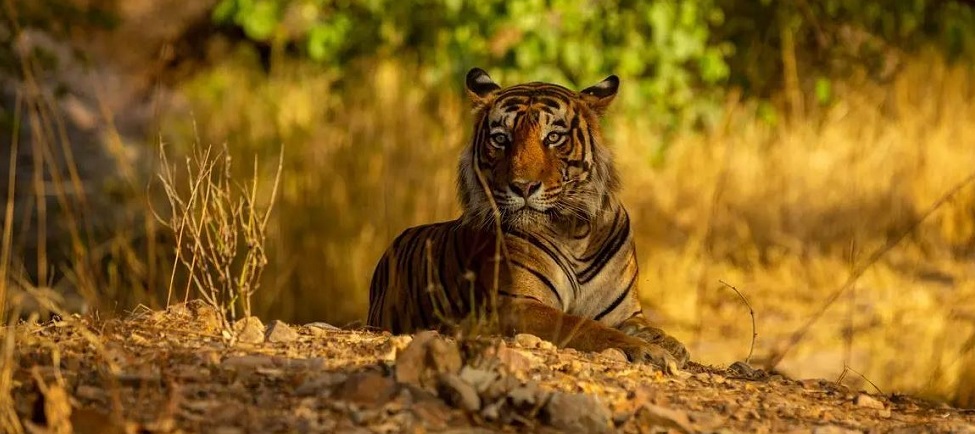 Expert Tips for Best Safari Experience in Satpura National Park