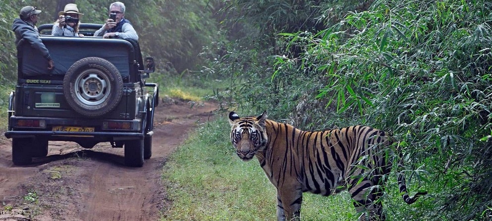 See Wild Tigers on Safari in Satpura National Park in India