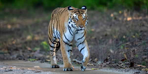 Bhimbetka Trip Partnered with Satpura Tiger Reserve