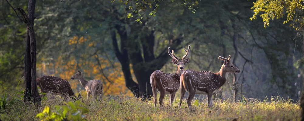 A Great Wildlife Destination in Madhya Pradesh