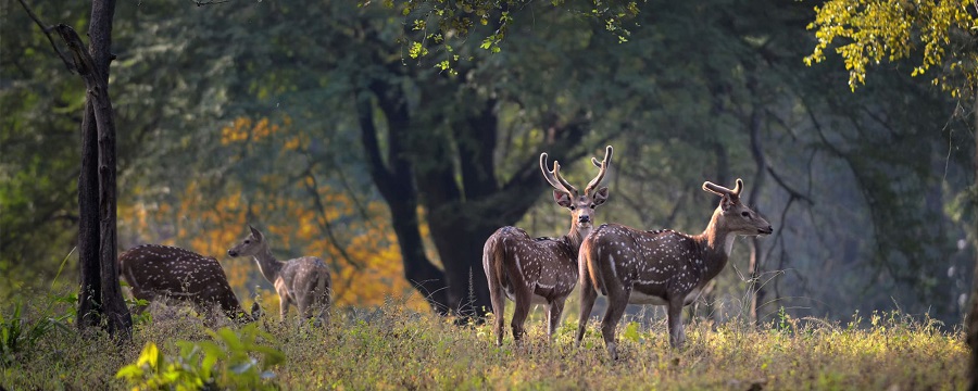 satpura national park